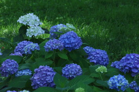 绣球花