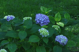 绣球花 