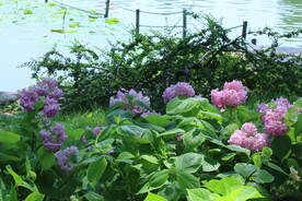 绣球花 