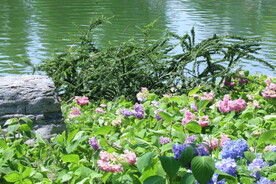 绣球花  