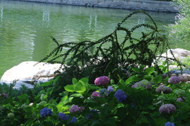 绣球花  