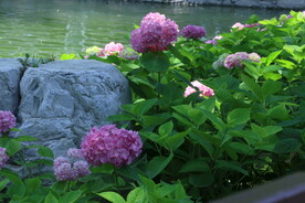 绣球花  