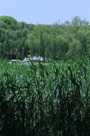 公园风景  