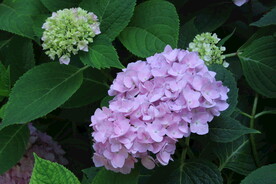 绣球花 
