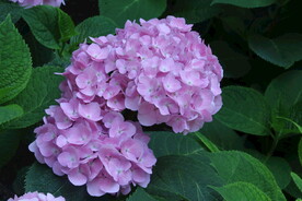 绣球花 