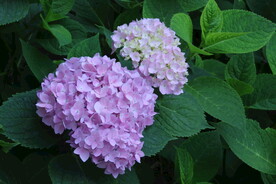 绣球花 