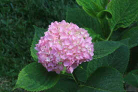 绣球花 