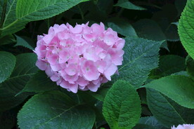 绣球花  