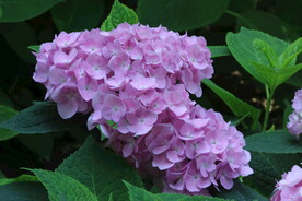 绣球花 