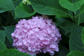 绣球花  