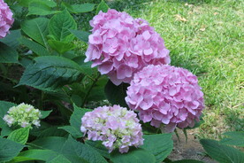 绣球花  