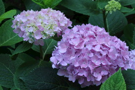 绣球花 