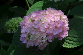 绣球花  