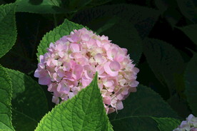 绣球花  