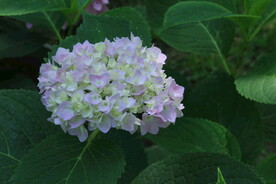 绣球花 