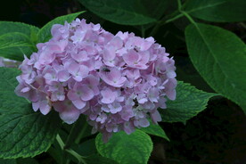 绣球花 