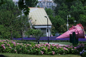 绣球花 