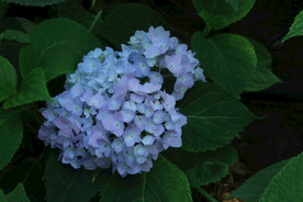 绣球花  
