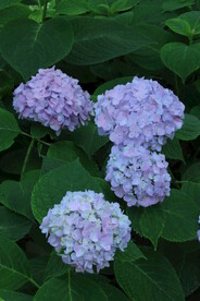 绣球花  