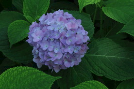 绣球花 