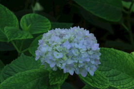 绣球花 