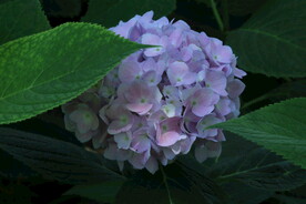 绣球花  
