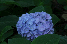 绣球花 