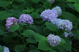 绣球花