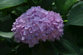 绣球花 
