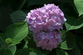 绣球花 