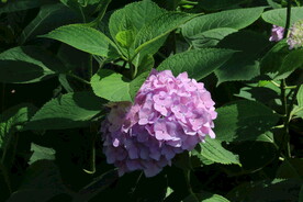 绣球花 