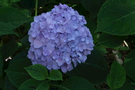 绣球花 