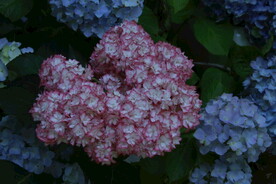 绣球花  
