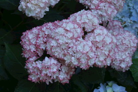 绣球花
