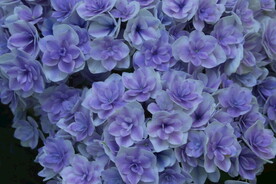 绣球花 