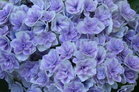 绣球花 