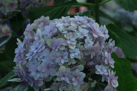 绣球花  