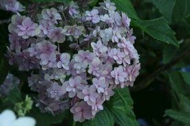 绣球花  