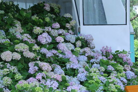 绣球花 