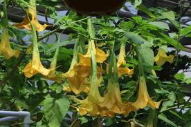 曼陀罗花  