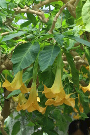 曼陀罗花  
