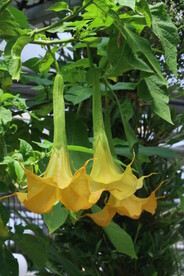 曼陀罗花  