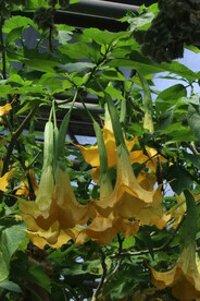 曼陀罗花  