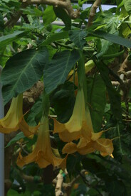 曼陀罗花 