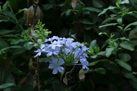 蓝雪花 