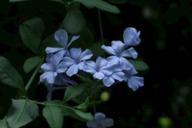 蓝雪花  