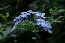 蓝雪花  
