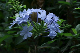 蓝雪花  