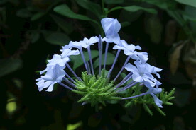 蓝雪花 