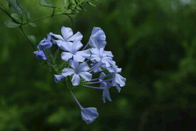 蓝雪花  